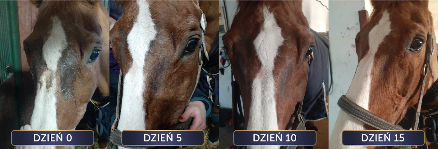 efekt stosowania kremu dla koni Skin Help+CBD