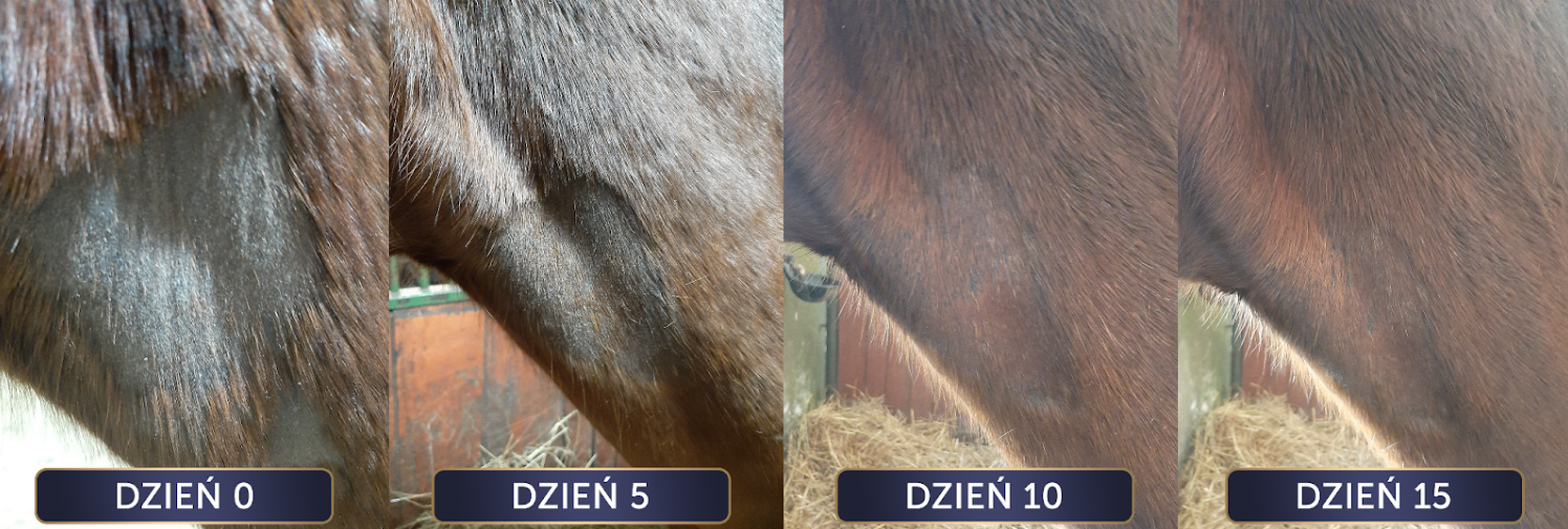 efekt stosowania kremu dla koni Skin Help+CBD